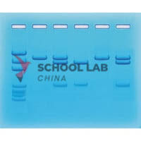 EDVOTEK DNA Paternity Testing Simulation Kit